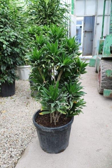 Drasena Jenat Kompakt